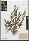 Foto von Salix purpurea L. x Salix viminalis L.